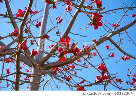 Beautiful red flowers on the tree Bombax Ceiba Blooms the Bombax Ceiba Lat. - Bombax ceiba or Cotton Tree 90382364