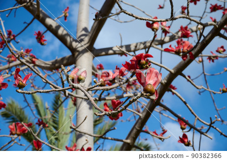Beautiful red flowers on the tree Bombax Ceiba Blooms the Bombax Ceiba Lat. - Bombax ceiba or Cotton Tree 90382366