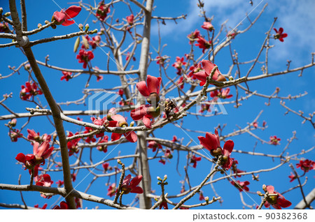 Beautiful red flowers on the tree Bombax Ceiba Blooms the Bombax Ceiba Lat. - Bombax ceiba or Cotton Tree 90382368