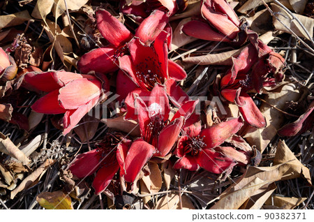Fallen in the grass red flowers from the tree Bombax Ceiba Blooms the Bombax Ceiba Lat. - Bombax ceiba or Cotton Tree Fallen in the grass red flowers from the tree Bombax Ceiba Blooms the Bombax Ceiba Lat. - Bombax ceiba or Cotton Tree 90382371