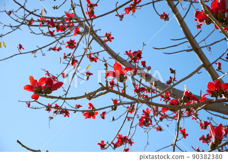 Beautiful red flowers on the tree Bombax Ceiba Blooms the Bombax Ceiba Lat. - Bombax ceiba or Cotton Tree Beautiful red flowers on the tree Bombax Ceiba Blooms the Bombax Ceiba Lat. - Bombax ceiba or Cotton Tree 90382380