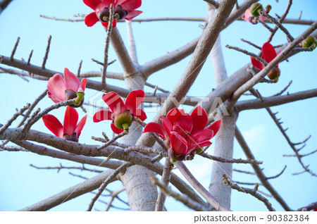 Beautiful red flowers on the tree Bombax Ceiba Blooms the Bombax Ceiba Lat. - Bombax ceiba or Cotton Tree 90382384