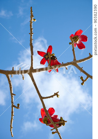 Beautiful red flowers on the tree Bombax Ceiba Blooms the Bombax Ceiba Lat. - Bombax ceiba or Cotton Tree 90382390