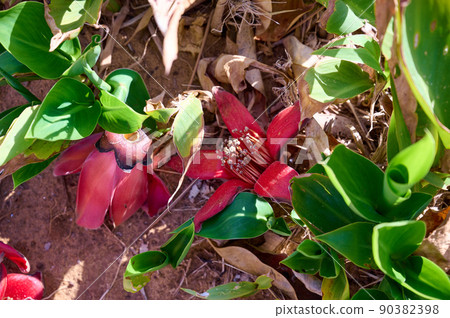Fallen in the grass red flowers from the tree Bombax Ceiba Blooms the Bombax Ceiba Lat. - Bombax ceiba or Cotton Tree 90382398