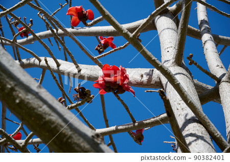 Beautiful red flowers on the tree Bombax Ceiba Blooms the Bombax Ceiba Lat. - Bombax ceiba or Cotton Tree Beautiful red flowers on the tree Bombax Ceiba Blooms the Bombax Ceiba Lat. - Bombax ceiba or Cotton Tree 90382401