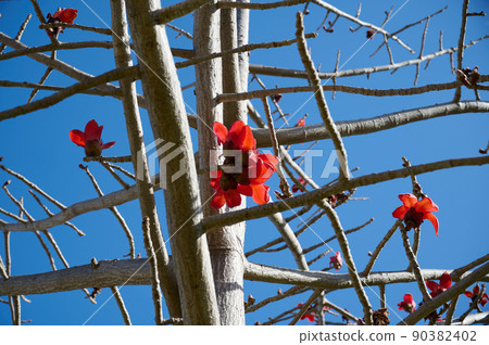 Beautiful red flowers on the tree Bombax Ceiba Blooms the Bombax Ceiba Lat. - Bombax ceiba or Cotton Tree Beautiful red flowers on the tree Bombax Ceiba Blooms the Bombax Ceiba Lat. - Bombax ceiba or Cotton Tree 90382402