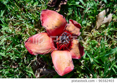Fallen in the grass red flowers from the tree Bombax Ceiba Blooms the Bombax Ceiba Lat. - Bombax ceiba or Cotton Tree Fallen in the grass red flowers from the tree Bombax Ceiba Blooms the Bombax Ceiba Lat. - Bombax ceiba or Cotton Tree 90382403