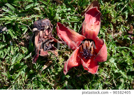 Fallen in the grass red flowers from the tree Bombax Ceiba Blooms the Bombax Ceiba Lat. - Bombax ceiba or Cotton Tree 90382405