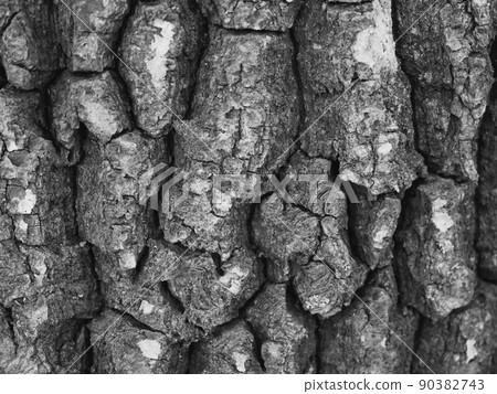 Texture of tree bark, macrophoto. Full-frame image of tree bark, background. Black and white 90382743