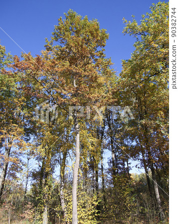 Trees in the autumn forest on a sunny day. Indian summer. Trees in the autumn forest on a sunny day. Indian summer. 90382744