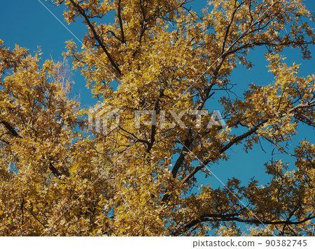 Yellow oak leaves on tree branches. Autumn oak against a clear blue sky. Yellow oak leaves on tree branches. Autumn oak against a clear blue sky. 90382745
