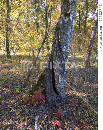 The trunk of a tree after being hit by lightning. The trunk of a tree after being hit by lightning. 90382746