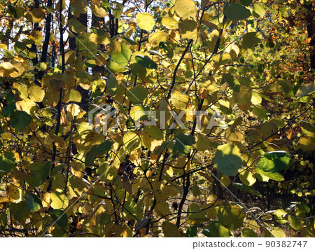 Yellowed leaves of the elm tree. Nature in autumn. Yellowed leaves of the elm tree. Nature in autumn. 90382747