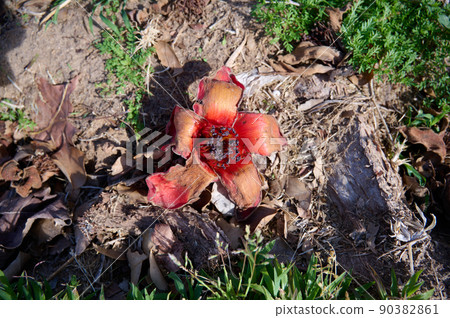 Fallen in the grass red flowers from the tree Bombax Ceiba Blooms the Bombax Ceiba Lat. - Bombax ceiba or Cotton Tree 90382861
