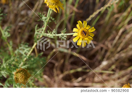 A brown beetle in black rhombuses sits on a yellow flower. 90382908