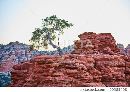 Scrubby savanna tree on an orange rocky outcropping 90383408