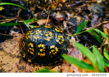 Adorable black and yellow turtle hiding in shell of forest 90383459