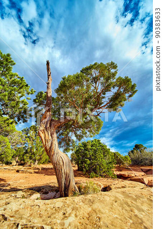 Desert tree up close in rock with blue sky full of clouds Desert tree up close in rock with blue sky full of clouds 90383633