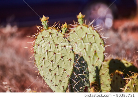 Desert cactus detail of thorns 90383751