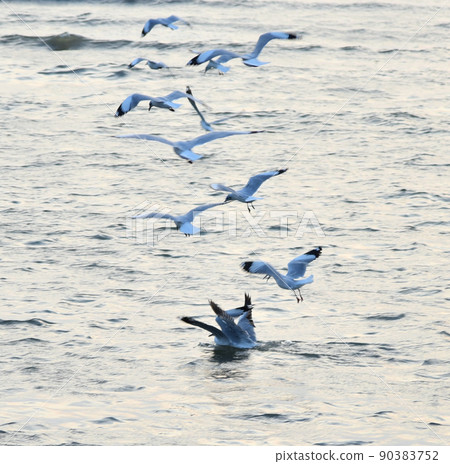 Group of seagulls flying over sea Group of seagulls flying over sea 90383752