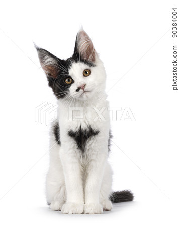 Maine Coon cat kitten on white background 90384004