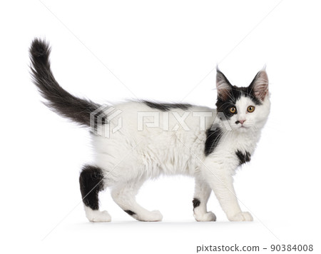 Maine Coon cat kitten on white background Maine Coon cat kitten on white background 90384008