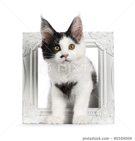 Maine Coon cat kitten on white background Maine Coon cat kitten on white background 90384009
