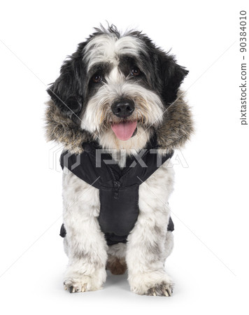 Boomer dog on white background Boomer dog on white background 90384010