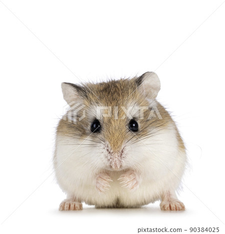 Roborovski hamster on white background 90384025