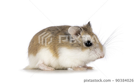 Roborovski hamster on white background 90384026