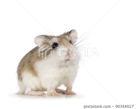 Roborovski hamster on white background 90384027