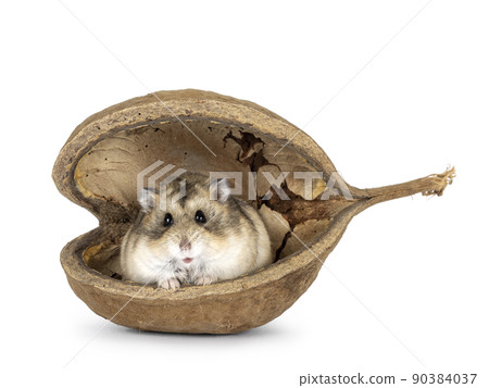 Hamster in Buddha nut on white background 90384037