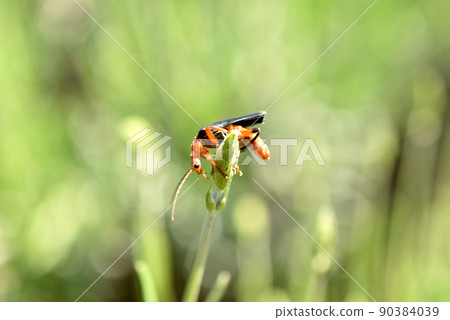 Beetle firefighter side view on the grass. 90384039