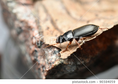 Hrushchak is a small black beetle living in the garden. Hrushchak is a small black beetle living in the garden. 90384059