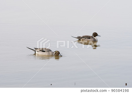 Male pintails visiting in the spring of Hokkaido 90384198