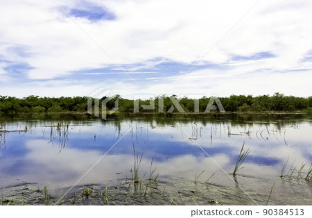 Cuban swamp - Peninsula de Zapata National Park 90384513