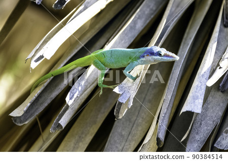 Allison's Anole (Anolis allisoni) 90384514