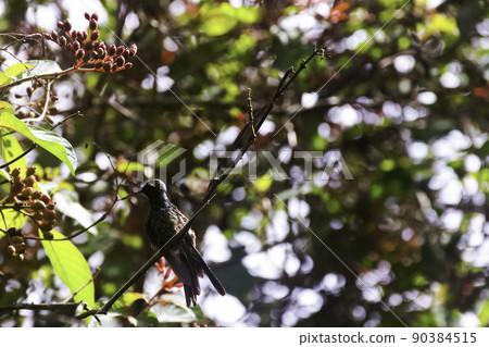Cuban Emerald (Chlorostilbon Ricordii) Cuban Emerald (Chlorostilbon Ricordii) 90384515