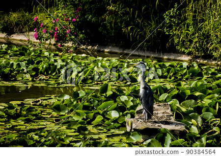 Wild grey heron Wild grey heron 90384564