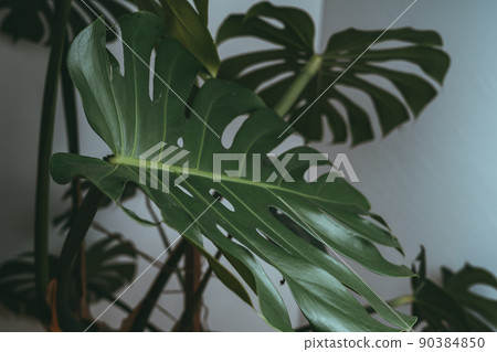 House plant in dark green stands in an apartment House plant in dark green stands in an apartment 90384850