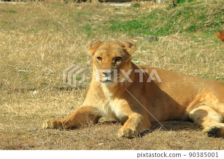 lion lion 90385001