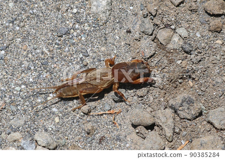 Mole cricket up 90385284