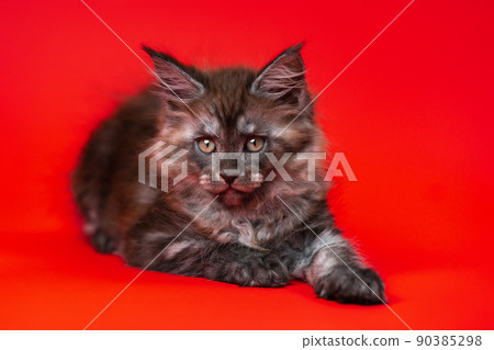 Portrait of female kitten of American Longhair Coon breed of color black smoke lying down on red background and looking at camera. Beautiful fluffy pussy two months old. Front view. Studio shot. 90385298