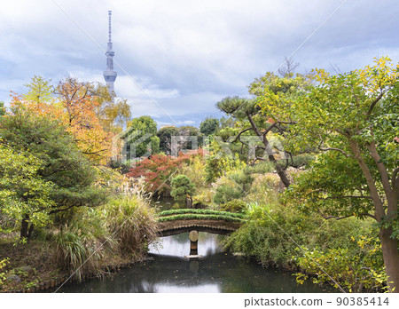 [Higashimukojima, Tokyo] A wooden bridge that crosses the pond of Mukojima Hyakkaen in autumn overlooking the Tokyo Sky Tree. 90385414