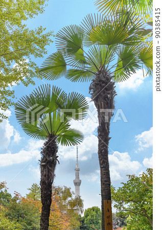 [Tokyo, Higashimukojima] The scenery of the Tokyo Sky Tree standing between the palm trees of Mukojima Hyakkaen. 90385415