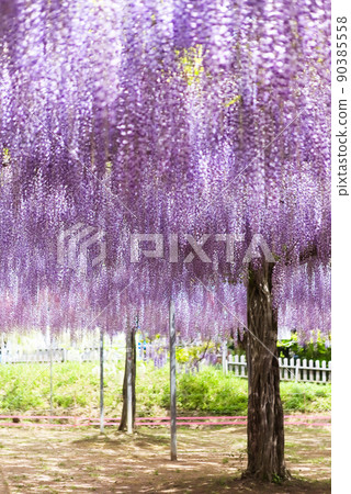 Wisteria flowers at Wake Shrine in Kirishima City 90385558