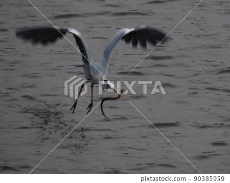 (Kizu River) Gray heron catching prey (Kizu River) Gray heron catching prey 90385959