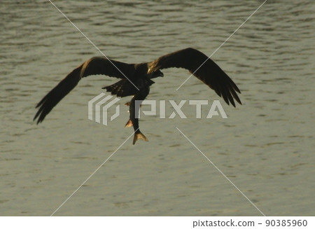 (Kizugawa) Flying heron (Kizugawa) Flying heron 90385960