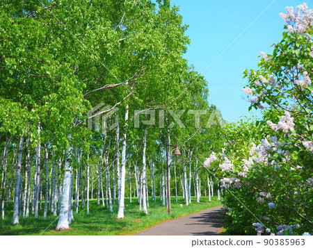 初夏北海道前田森林公園的絕景 一排白樺樹 90385963