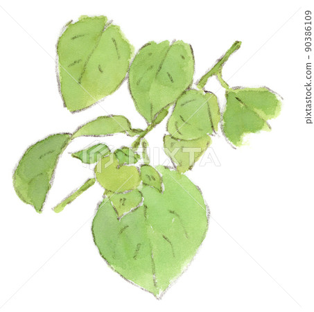 6 月仍是藍色的小柿子果實的水彩插圖 90386109